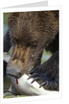 Brown Bear, Katmai National Park, Alaska by Anonymous