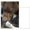 Brown Bear, Katmai National Park, Alaska by Anonymous