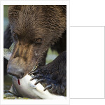 Brown Bear, Katmai National Park, Alaska by Anonymous