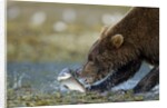 Brown Bear, Katmai National Park, Alaska by Anonymous