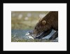 Brown Bear, Katmai National Park, Alaska by Anonymous