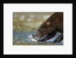 Brown Bear, Katmai National Park, Alaska by Anonymous