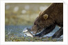 Brown Bear, Katmai National Park, Alaska by Anonymous