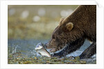 Brown Bear, Katmai National Park, Alaska by Anonymous