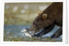Brown Bear, Katmai National Park, Alaska by Anonymous