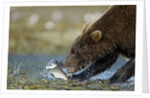 Brown Bear, Katmai National Park, Alaska by Anonymous