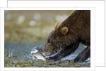 Brown Bear, Katmai National Park, Alaska by Anonymous