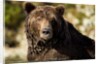 Brown Bear, Katmai National Park, Alaska by Anonymous