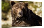 Brown Bear, Katmai National Park, Alaska by Anonymous