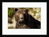 Brown Bear, Katmai National Park, Alaska by Anonymous