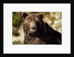 Brown Bear, Katmai National Park, Alaska by Anonymous