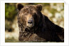 Brown Bear, Katmai National Park, Alaska by Anonymous