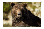 Brown Bear, Katmai National Park, Alaska by Anonymous