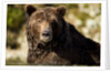 Brown Bear, Katmai National Park, Alaska by Anonymous