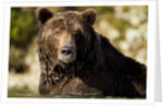 Brown Bear, Katmai National Park, Alaska by Anonymous