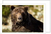 Brown Bear, Katmai National Park, Alaska by Anonymous