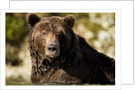 Brown Bear, Katmai National Park, Alaska by Anonymous