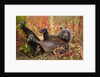 Brown Bear, Katmai National Park, Alaska by Anonymous