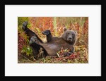 Brown Bear, Katmai National Park, Alaska by Anonymous