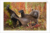 Brown Bear, Katmai National Park, Alaska by Anonymous