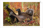 Brown Bear, Katmai National Park, Alaska by Anonymous