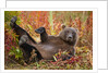 Brown Bear, Katmai National Park, Alaska by Anonymous