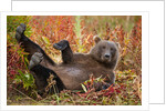 Brown Bear, Katmai National Park, Alaska by Anonymous