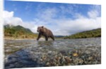 Brown Bear, Katmai National Park, Alaska by Anonymous