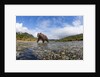 Brown Bear, Katmai National Park, Alaska by Anonymous