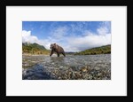 Brown Bear, Katmai National Park, Alaska by Anonymous