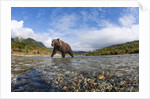 Brown Bear, Katmai National Park, Alaska by Anonymous