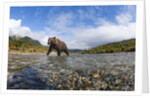 Brown Bear, Katmai National Park, Alaska by Anonymous