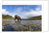 Brown Bear, Katmai National Park, Alaska by Anonymous