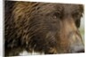 Brown Bear, Katmai National Park, Alaska by Anonymous