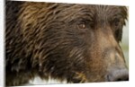 Brown Bear, Katmai National Park, Alaska by Anonymous