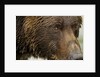 Brown Bear, Katmai National Park, Alaska by Anonymous