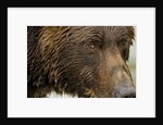 Brown Bear, Katmai National Park, Alaska by Anonymous