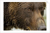 Brown Bear, Katmai National Park, Alaska by Anonymous