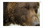 Brown Bear, Katmai National Park, Alaska by Anonymous