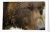 Brown Bear, Katmai National Park, Alaska by Anonymous