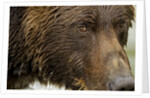 Brown Bear, Katmai National Park, Alaska by Anonymous