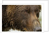 Brown Bear, Katmai National Park, Alaska by Anonymous