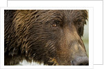 Brown Bear, Katmai National Park, Alaska by Anonymous
