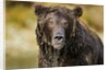 Brown Bear, Katmai National Park, Alaska by Anonymous