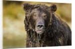 Brown Bear, Katmai National Park, Alaska by Anonymous