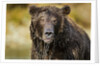 Brown Bear, Katmai National Park, Alaska by Anonymous