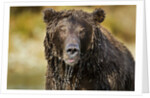 Brown Bear, Katmai National Park, Alaska by Anonymous