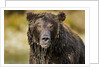 Brown Bear, Katmai National Park, Alaska by Anonymous