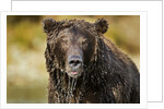 Brown Bear, Katmai National Park, Alaska by Anonymous