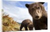 Brown Bear Cubs, Katmai National Park, Alaska by Anonymous